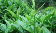 什么叫做采摘周期，什么時間采摘茶葉為宜？