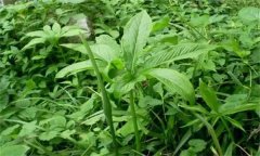 半夏的主要病害有哪些？應(yīng)如何防治？