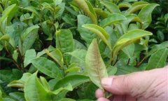 茶橙癭螨為害癥狀，如何防治茶橙癭螨為害？