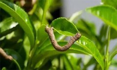 茶尺蠖防治方法，如何防治茶尺蠖為害？