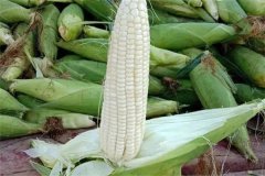 如何選擇糯玉米品種，糯玉米有哪些優(yōu)良品種？