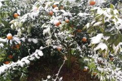 橘子樹(shù)冬季如何管理？這三項(xiàng)工作必不可少！