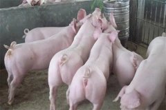 什么是商品豬？什么是肉脂型、瘦肉型豬？