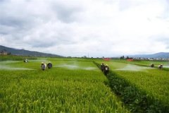蔬菜病蟲害綠色防控技術(shù)主要有哪些？