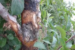 如何區(qū)別蘋果樹干腐病和腐爛病？