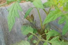 番茄早疫病和晚疫病的癥狀有什么區(qū)別？