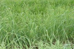 養(yǎng)羊常用哪些牧草，羊的飼養(yǎng)要注意哪方面？