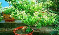 金銀花的修剪方法，如何修枝整形？