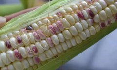 糯玉米種子如何處理，應(yīng)何時(shí)播種？