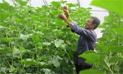 哈密瓜如何整枝留瓜，種植哈密瓜應(yīng)注意什么？