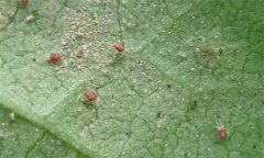紅蜘蛛的為害癥狀、發(fā)生規(guī)律及防治措施有哪些