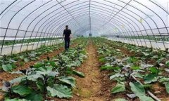 大棚蔬菜撒施肥料有什么危害？
