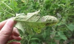 如何利用幾種簡單生物防治劑防治蔬菜病蟲害？
