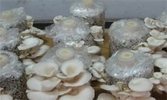 如何防治平菇腐爛??？