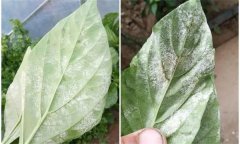 辣椒白粉病是什么原因引起的，如何防控？