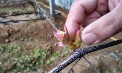 葡萄抹芽的作用是什么，怎樣進(jìn)行葡萄抹芽定梢