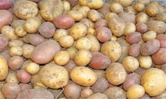 什么是馬鈴薯塊莖休眠 怎樣打破塊莖休眠？