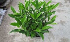 非洲茉莉怎么插枝 如何栽培和養(yǎng)護非洲茉莉？