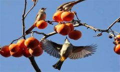 鳥害如何預(yù)防？鳥害防治的主要手段和方法