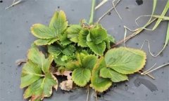 怎樣防治草莓病毒??？