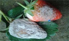 怎樣防治草莓白粉病？