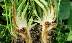 芹菜燒心是什么原因引起的？如何預防芹菜燒心