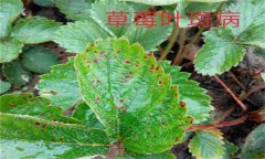 怎樣防治草莓葉斑?。ㄉ哐鄄。?？