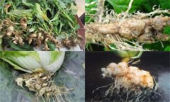 如何防治大白菜根腫病，其發(fā)生原因是什么？