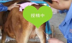 如何把握母牛輸精時間 輸精前應(yīng)做好哪些準備？