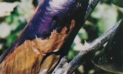 茄子細(xì)菌性軟腐病怎樣識別 怎么治 用什么藥治？