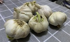 大蒜萌發(fā)期、幼苗期、鱗莖期、休眠期生育特點