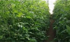 番茄定植前已施大量底肥，花前還追不追肥？