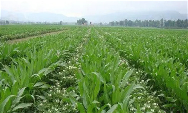 大蒜、玉米套種栽培技術(shù)要點(diǎn)