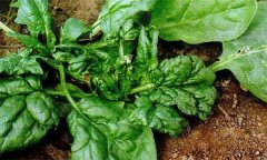 菠菜病毒病的危害癥狀、傳播途徑與發(fā)病原因