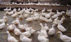 產(chǎn)蛋鴨產(chǎn)蛋早期、中期與后期飼養(yǎng)管理有何不同