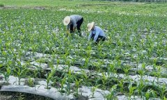 什么叫復種 復種的作用、類型、必要條件與方式