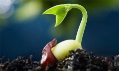 種子萌發(fā)需要哪三個(gè)外界要素條件？