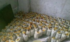 什么是靈芝瓶栽法？瓶栽靈芝怎樣進(jìn)行管理？