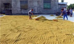 水稻種植前為什么要曬種、選種、浸種和催芽
