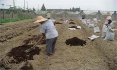 鹽堿土施肥應(yīng)注意什么？鹽堿地施肥注意事項