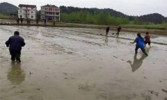 優(yōu)質(zhì)水稻直播對(duì)整地的要求有哪些？