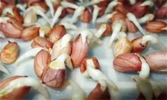 花生發(fā)芽不能吃嗎？吃花生芽有什么好處？