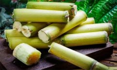 如何選購、儲存甘蔗？食用甘蔗應(yīng)注意事項(xiàng)