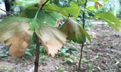 銀杏葉斑病的發(fā)病癥狀、發(fā)病規(guī)律與防治方法