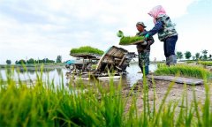 機(jī)插秧起秧、運(yùn)秧、添秧的要求 怎樣防止漂秧？