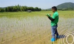 水稻出苗后怎樣管水 如何使用壯秧劑、多效唑等