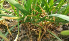 韭菜莖枯病的癥狀表現(xiàn)、發(fā)病規(guī)律與防治方法