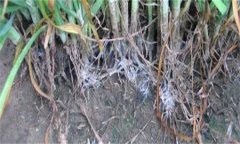 怎樣防治韭菜白絹??？