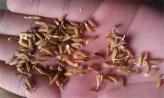 為什么會出現(xiàn)水稻爛種、爛芽、爛秧和死苗現(xiàn)象