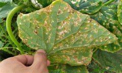黃瓜細(xì)菌性角斑病的癥狀、發(fā)生規(guī)律與防治方法
